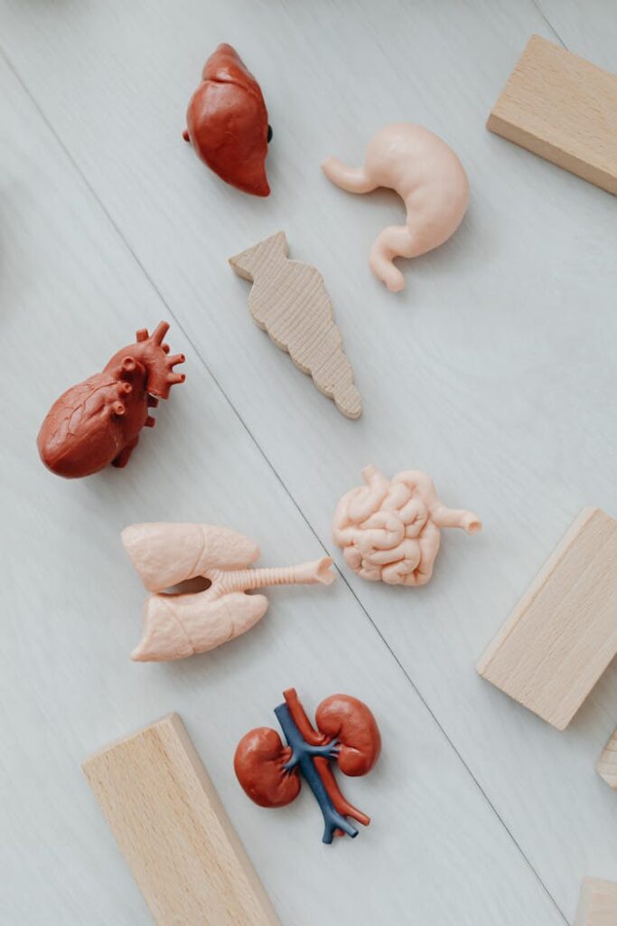 pexels-photo-7269622 Flat lay of educational toy models of human organs for anatomy learning.